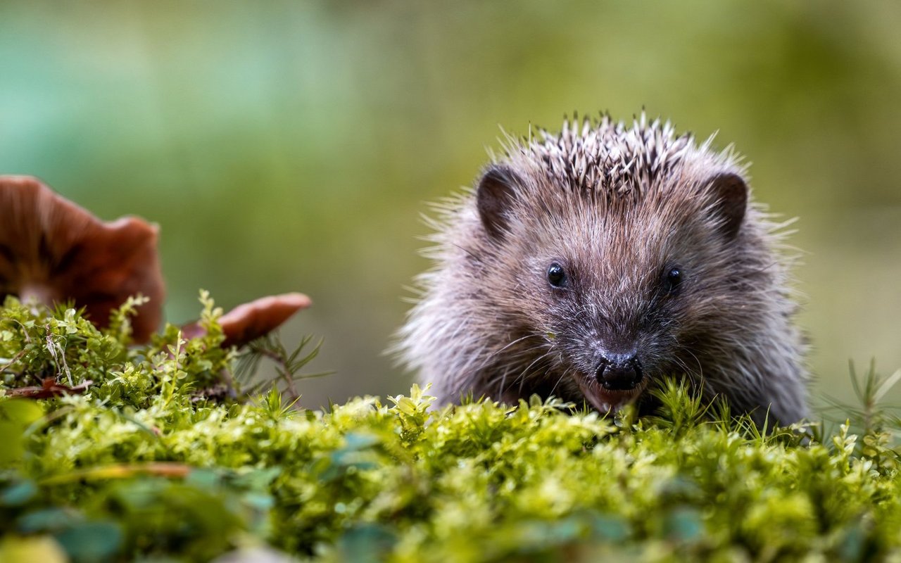 Manchmal sind Igel auch tagsüber unterwegs. Wann sollte man reagieren?