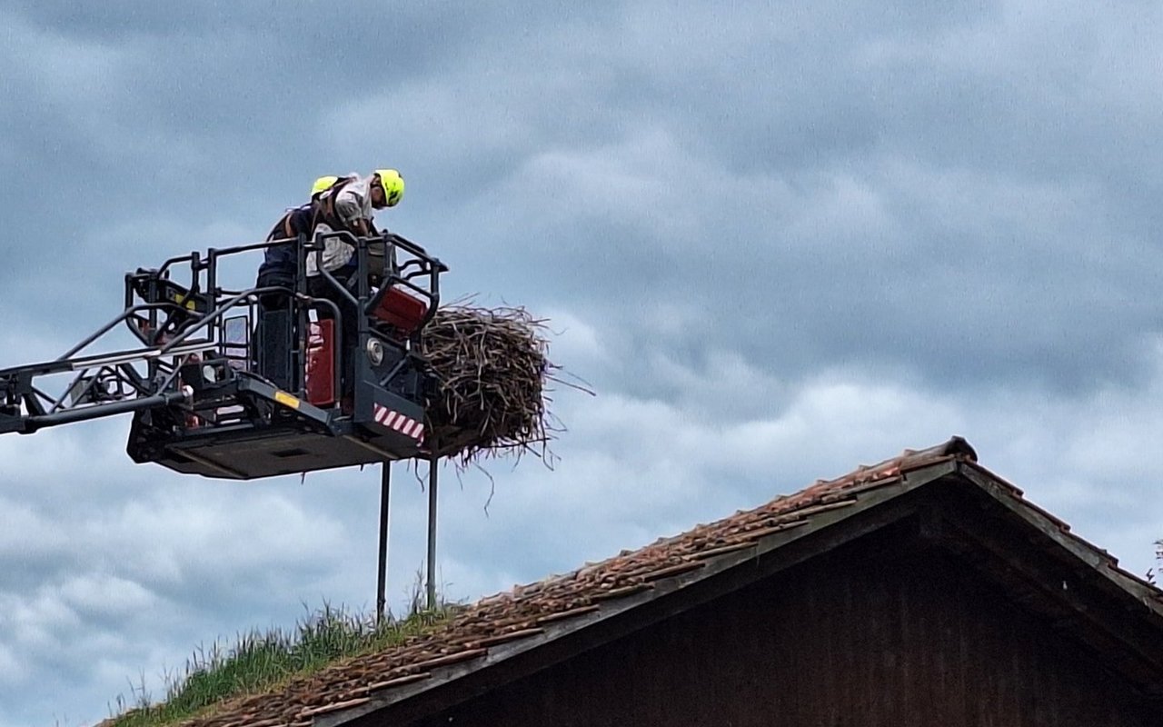 Nähert sich das Beringungsteam, dauert es relativ lange, bis die Altvögel fliehen.