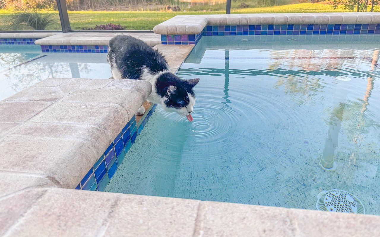 Bei Durst wird ein Pool schnell zur Todesfalle, auch für Katzen. 