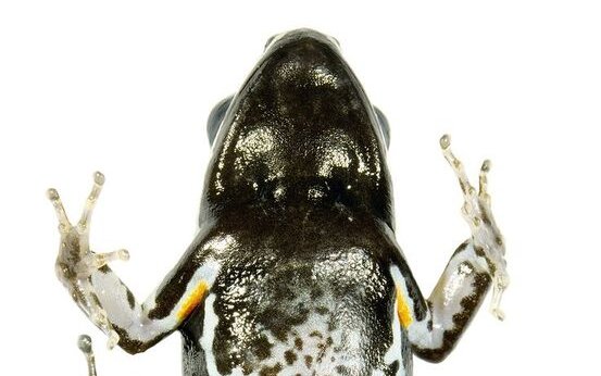 Pfeilgiftfrosch