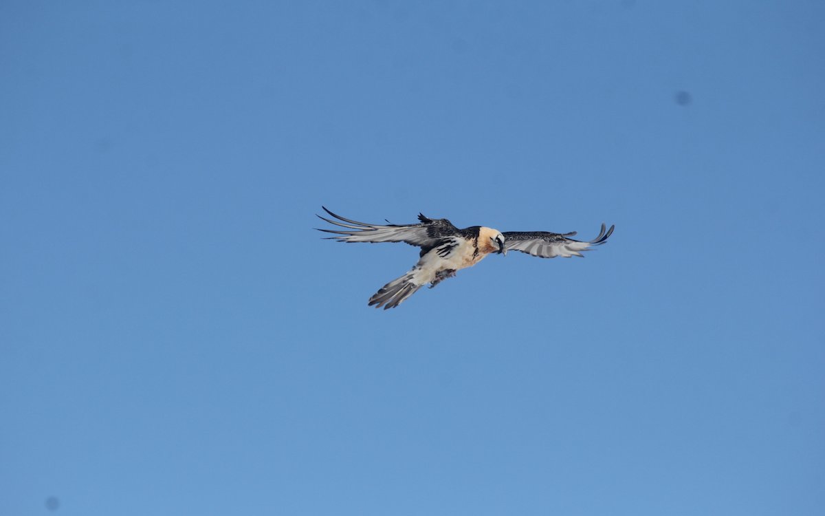 Mit den Schwingen und dem Schwanz steuert der Bartgeier seinen Flug. 