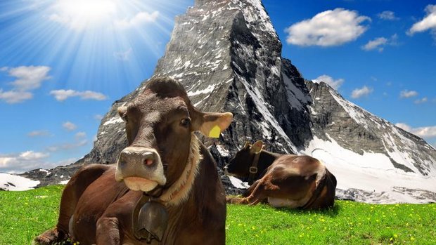 Kuh vor Matterhorn