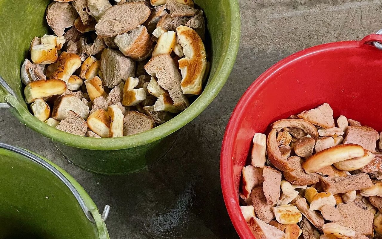 Zur Belohnung gibt es für die Tiere unter anderem trockenes Brot.