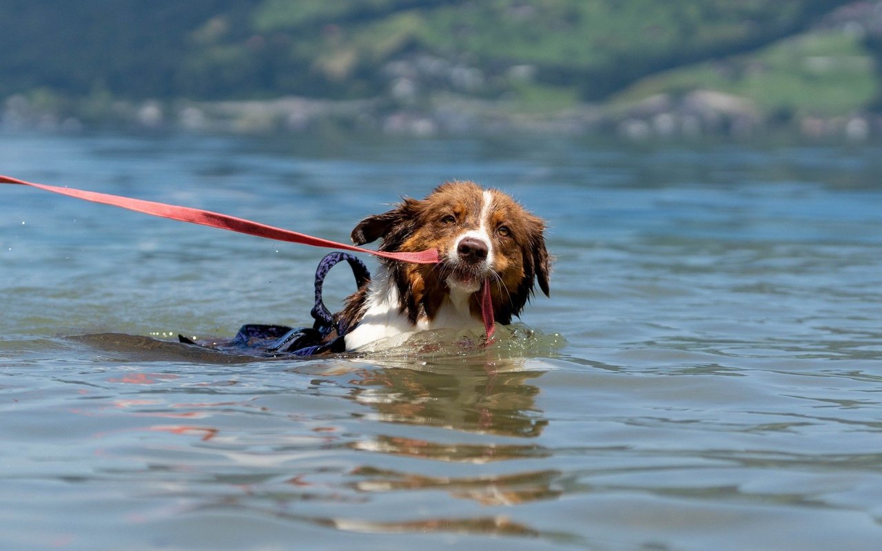 Wasserarbeitshund Okalani.