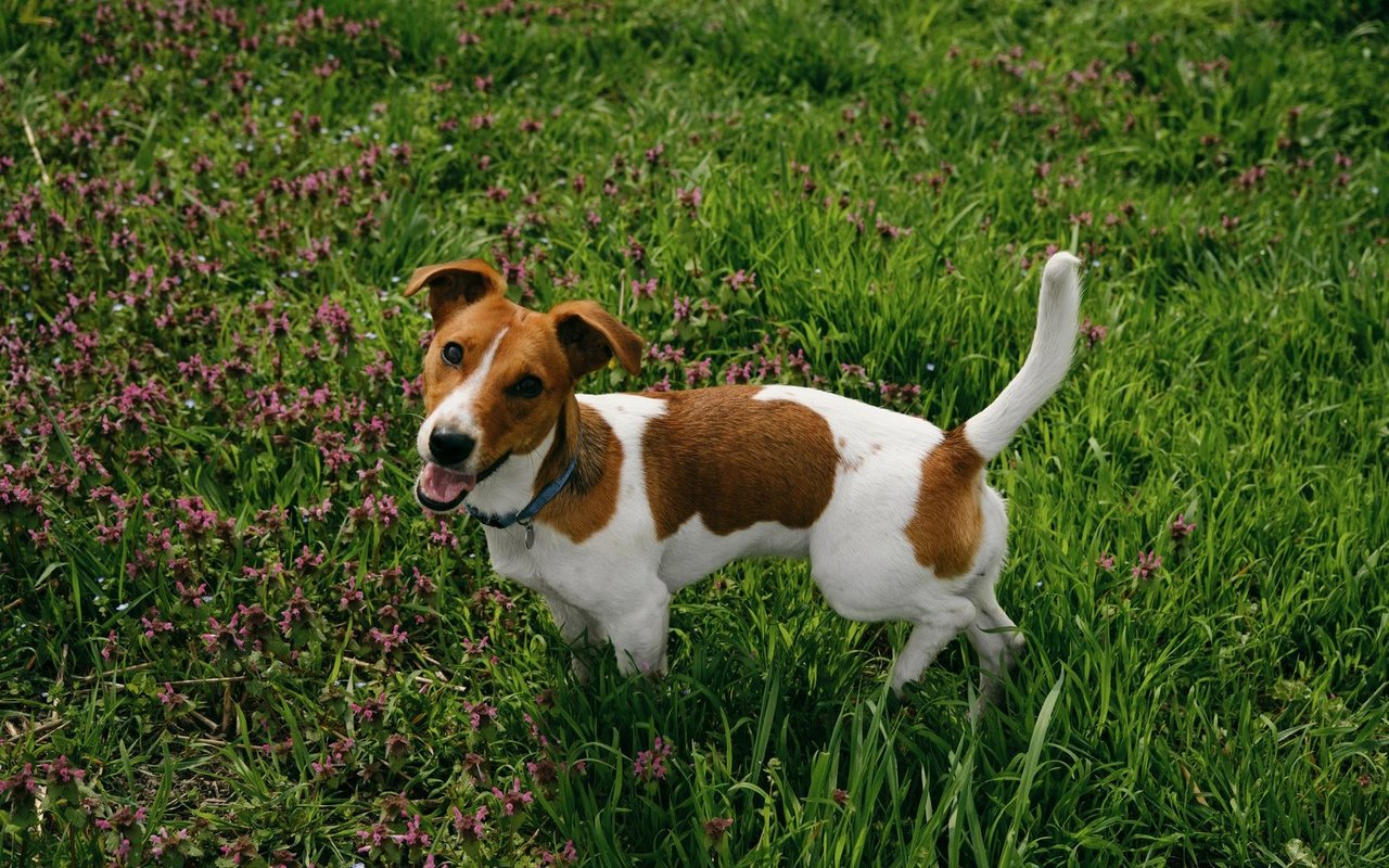 Der Jack Russell Terrier hat 10 Prozent aller Stimmen abgestaubt.