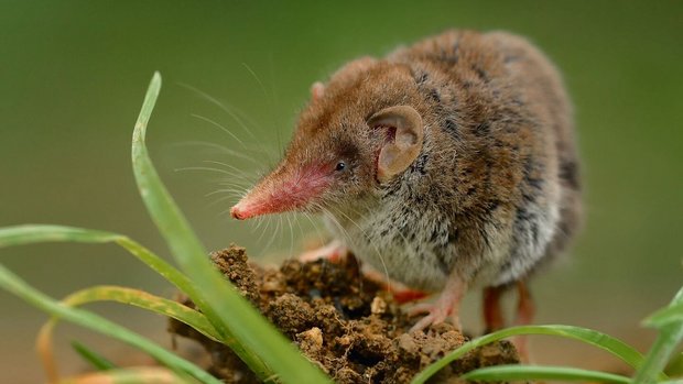 Die Gartenspitzmaus ist bei uns besonders häufig.