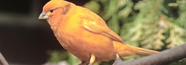 kanarienvogel.jpg