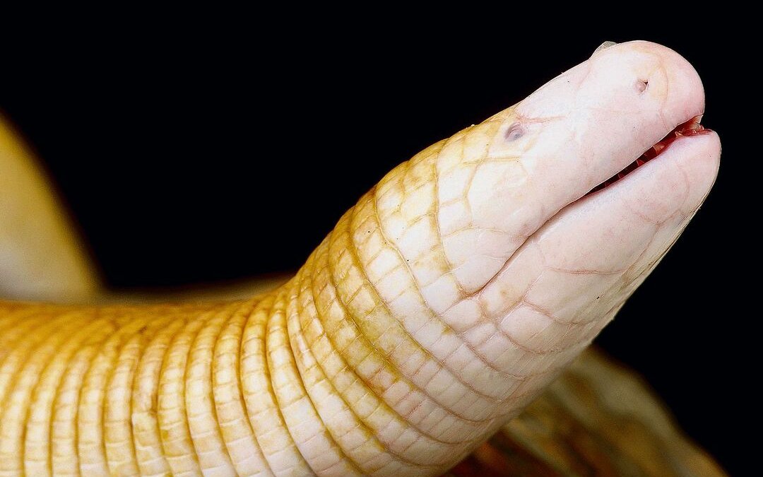 Zur Familie Eigentliche Doppelschleichen (Amphisbaenidae) gehören allein etwa 140 Arten.