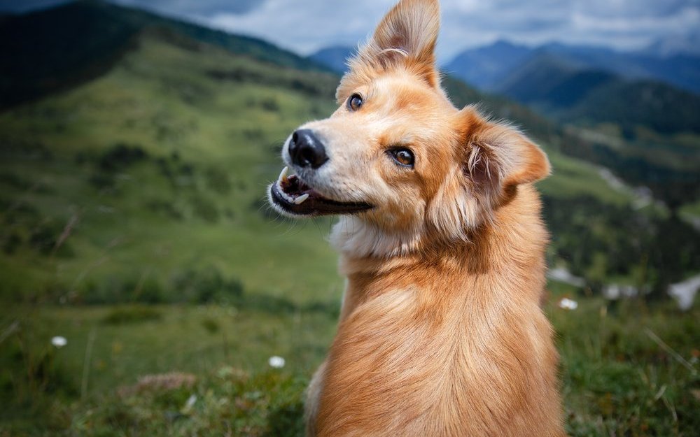 Die Vermenschlichung von Hunden, besonders in sozialen Medien, führt oft zu Missverständnissen, Stress und potiellem Tierleid, da tierisches Verhalten fehlinterpretiert und gut gemeinte Zuwendung vom Hund nicht immer als angenehm empfunden wird.