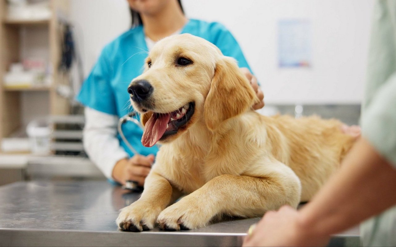 Haftpflichtversicherung für Hunde: Warum sie Pflicht sein sollte, um Halter und Geschädigte zu schützen und Verantwortung zu fördern.