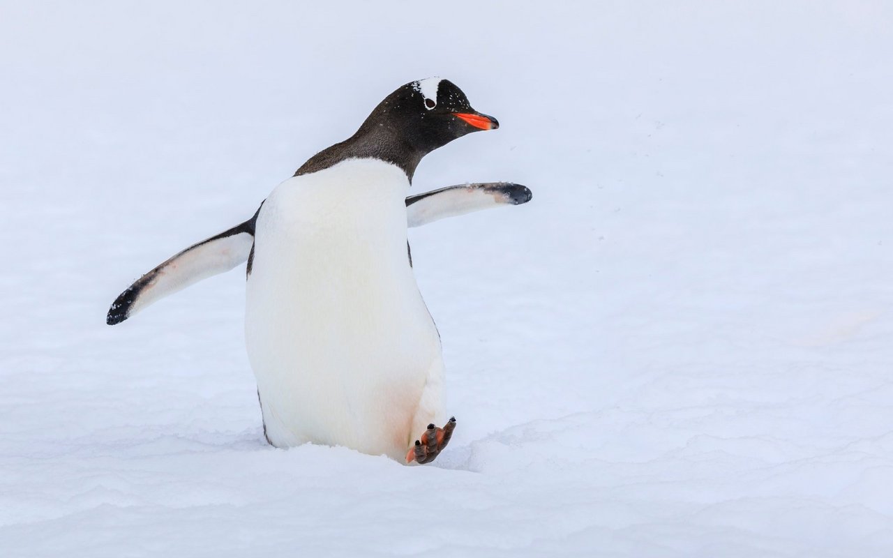 Ein Eselpinguin läuft umher. 
