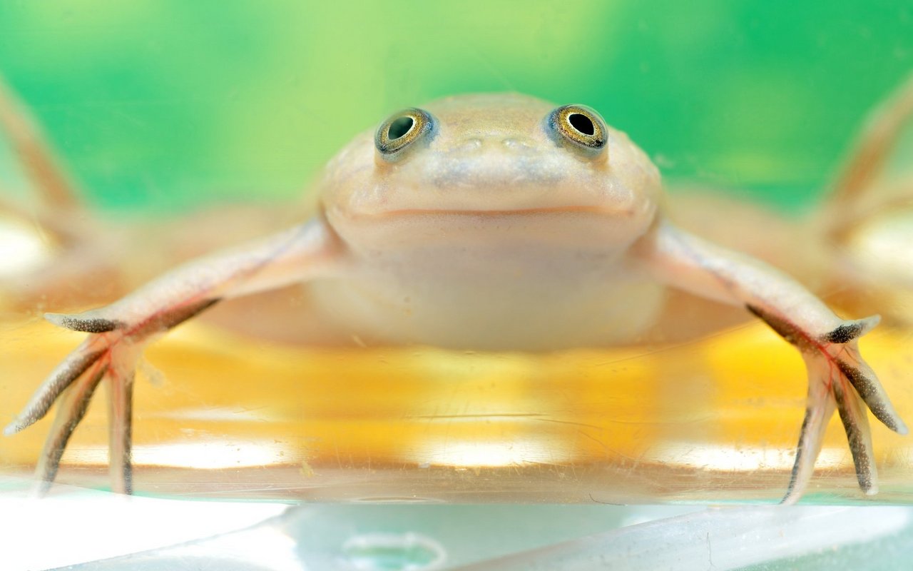 Zwergkrallenfrösche eignen sich als Aquarientiere.  Obwohl sie kein ausgeprägtes Sozialverhalten haben, sind sie in Gruppen zu halten. 