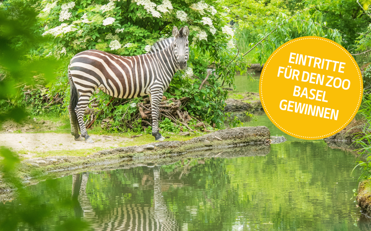 Zebras leben zusammen mit Flusspferden und Straussen in der Afrikaanlage. 