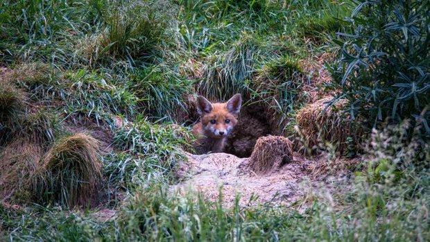 Junger Fuchs schaut aus Bau