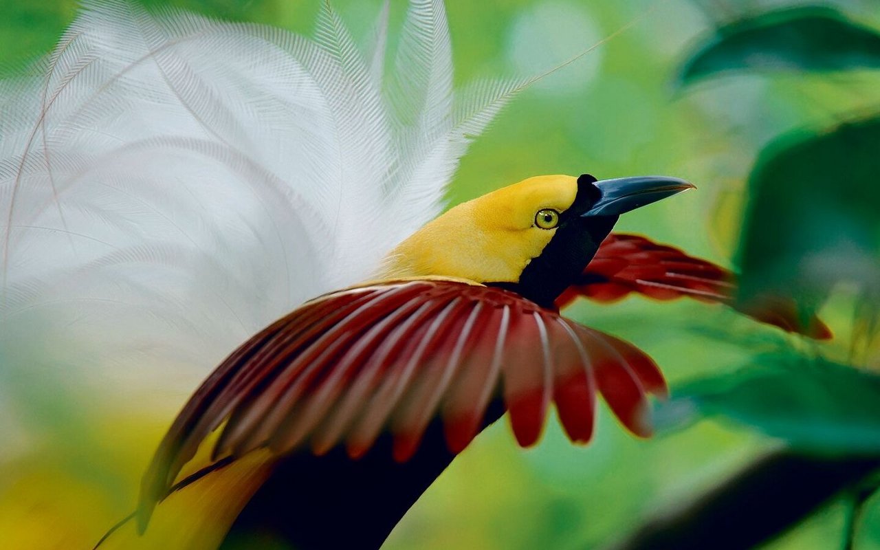 Die Balz des Grossen Paradiesvogels findet am frühen Morgen in Baumkronen statt.