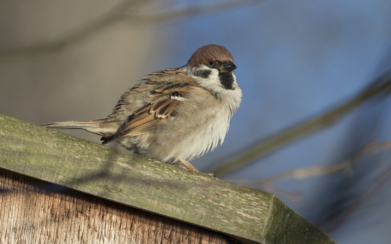 Der Feldsperling.
