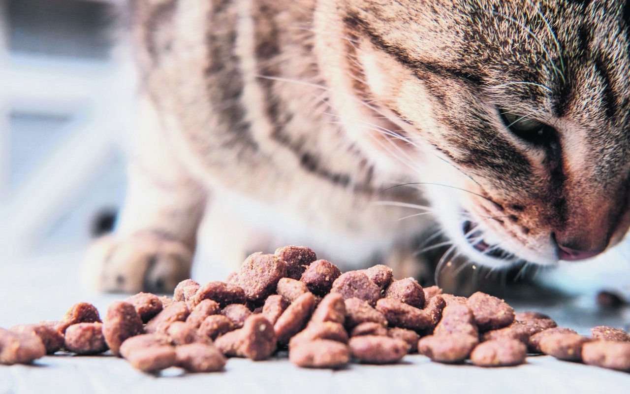 Fertigfutter ist nicht per se ungesund – entscheidend ist, was drinsteckt.