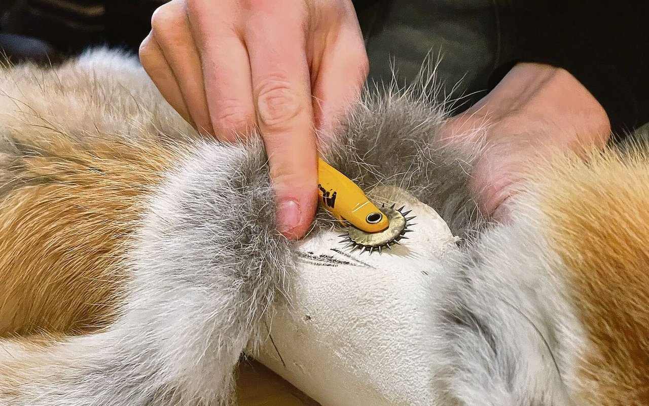 Mit dem Markierrad werden Farbgrenzen im Fell auf die Lederseite übertragen. 