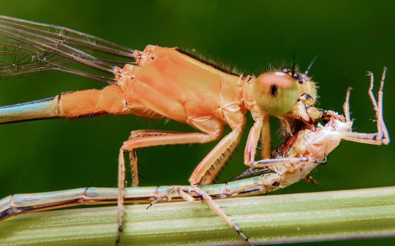 Als Räuber machen Libellen Jagd auf andere Insekten. Artgenossen bilden keine Ausnahme. 