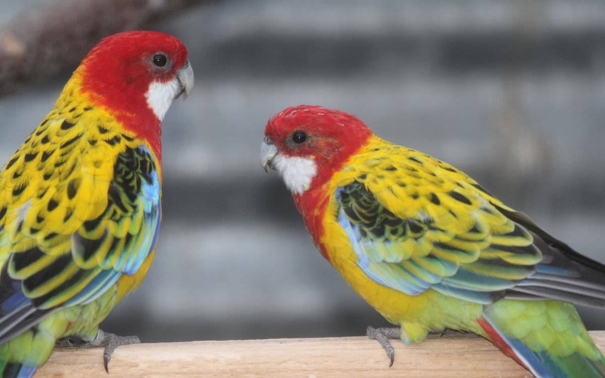 Rosellasittich-Paar mit ausgedehnter gelber Rückenfarbe. 