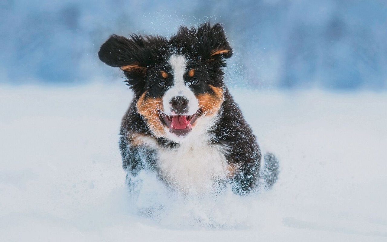 Der erste Schnee im Leben eines Welpen ist etwas ganz Besonderes. 
