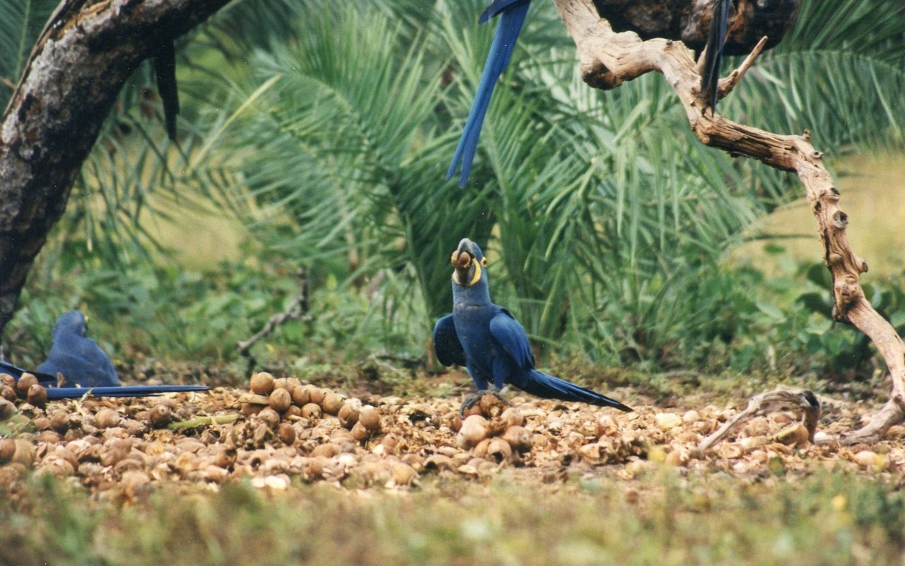 Hyazintharas im brasilianischen Bundesstaat Piaui machen sich über Nüsse der Palme Attalea phalerata her, die oft ihren Stamm im Erdreich versteckt und die Krone knapp über dem Boden ausbildet.  