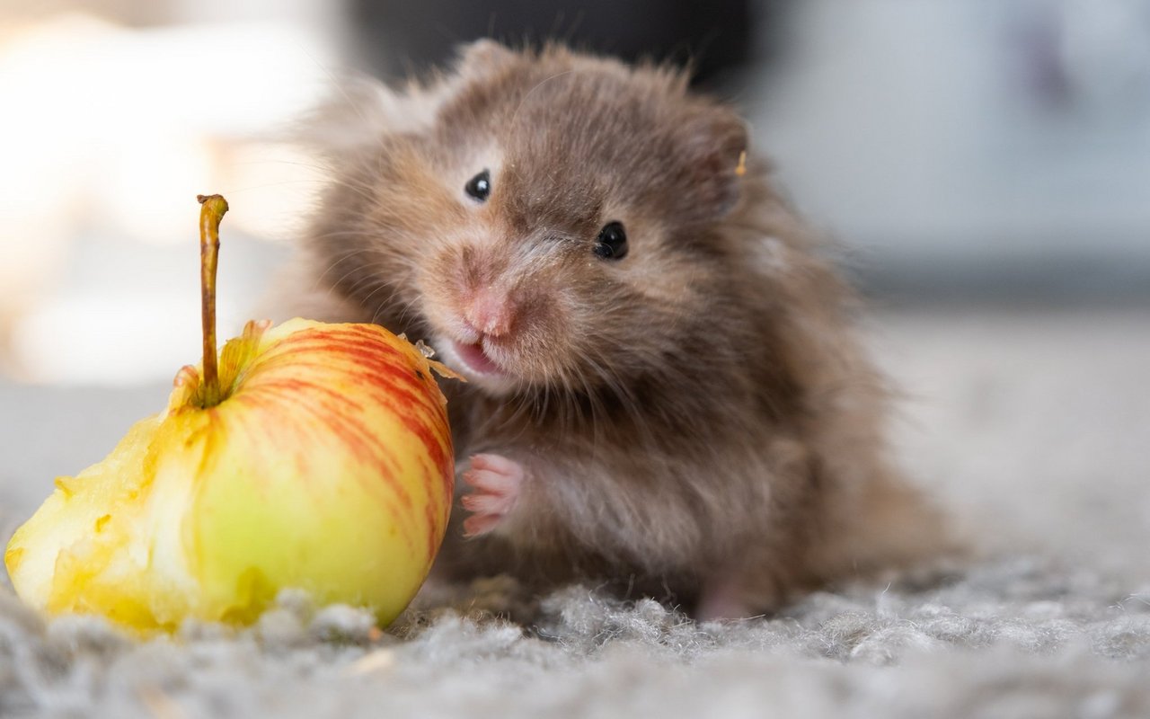 Teddyhamster sind Goldhamster mit etwas längerem Fell. 