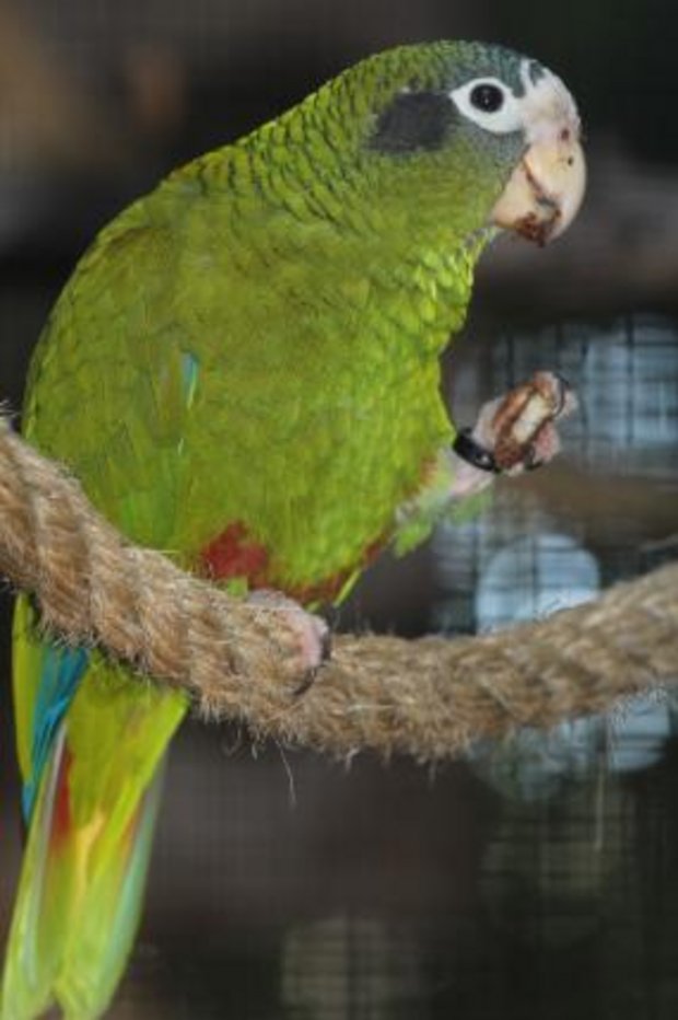 Blaukronenamazone.JPG