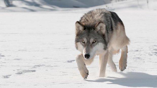 wolf-schleicht-durch-den-schnee.jpg