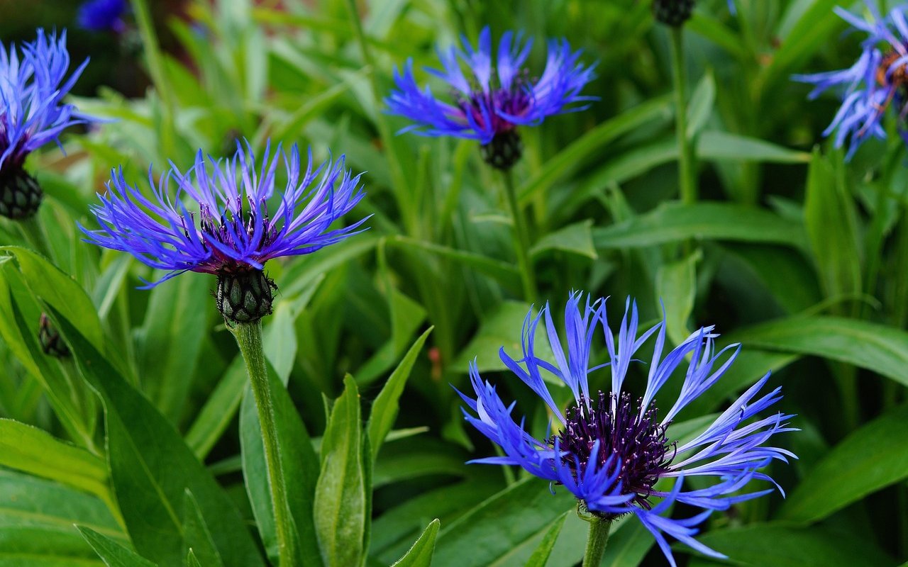 Kornblume