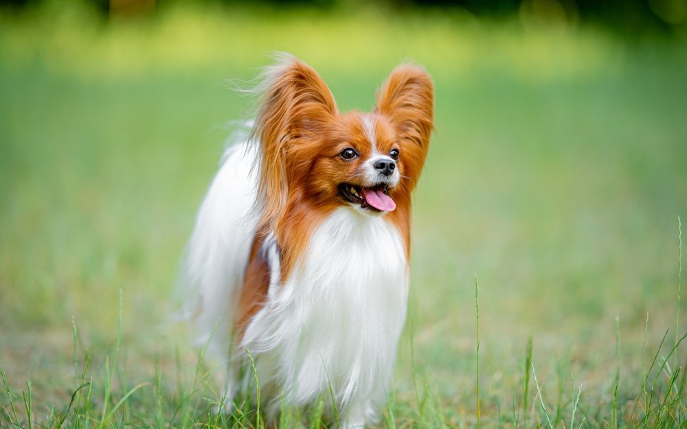 Papillon