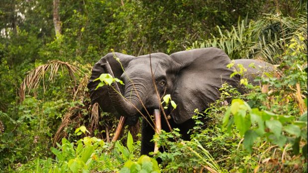 Afrikanischer Waldelefant im Dschungel