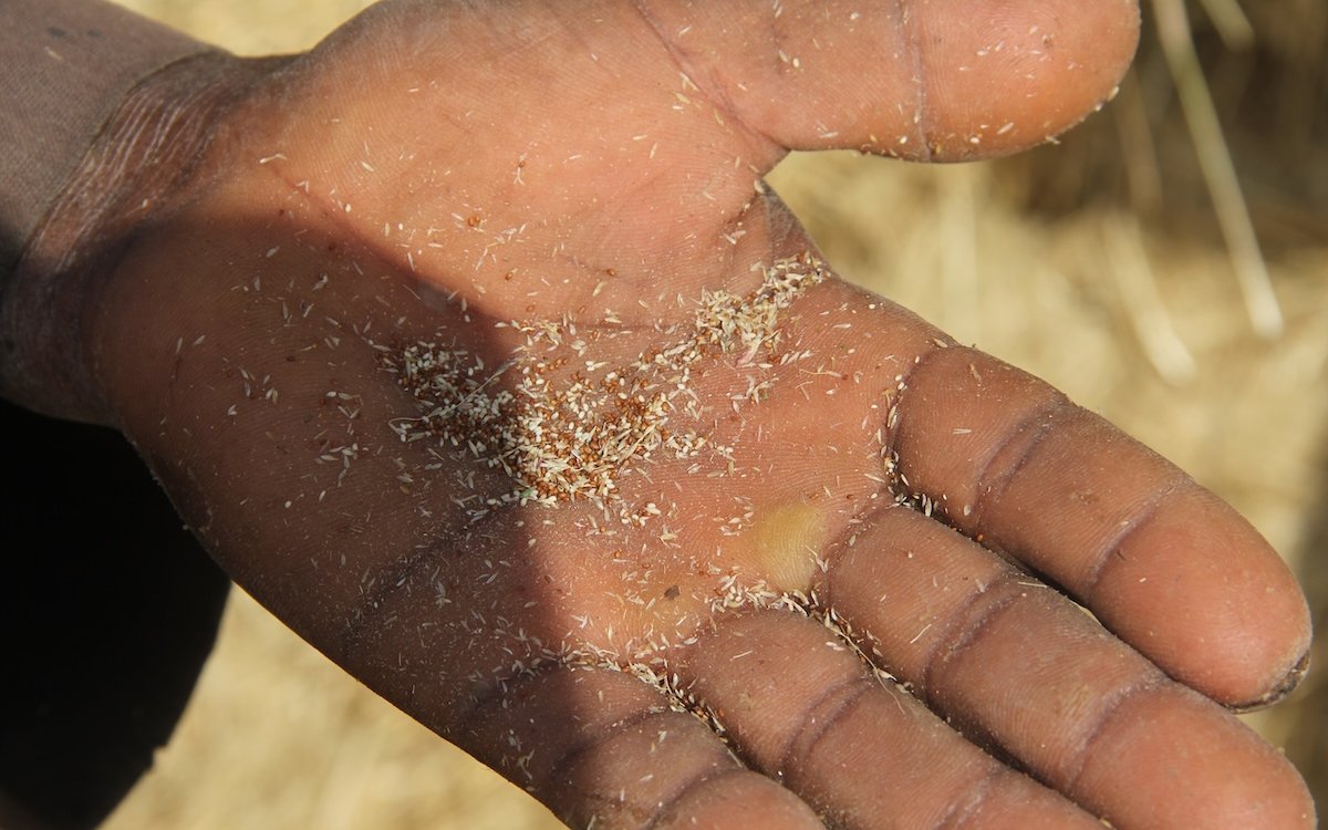 Teff-Samen werden zur Herstellung des äthiopischen Nationalgerichts verwendet und gerne von Schmetterlingsfinken gepickt. 