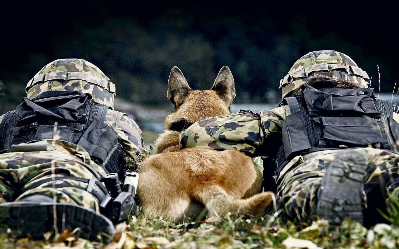 Auch heute noch sind Hunde unverzichtbare Helfer im Schweizer Militär.