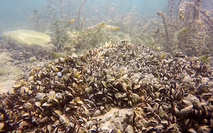 Quaggamuscheln (hier im Genfersee) sind im Gegensatz zu Zebramuscheln nicht auf harten Untergrund angewiesen. 