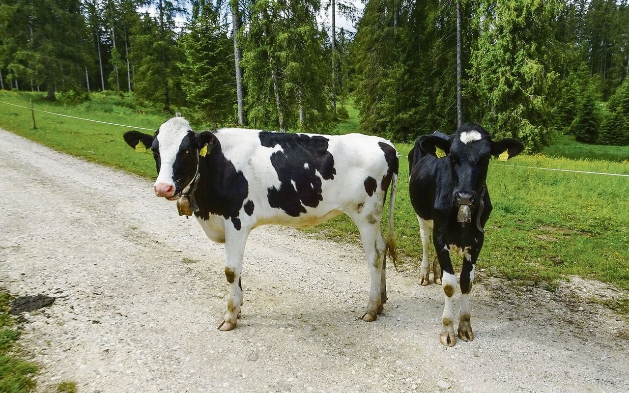 Holsteiner. 