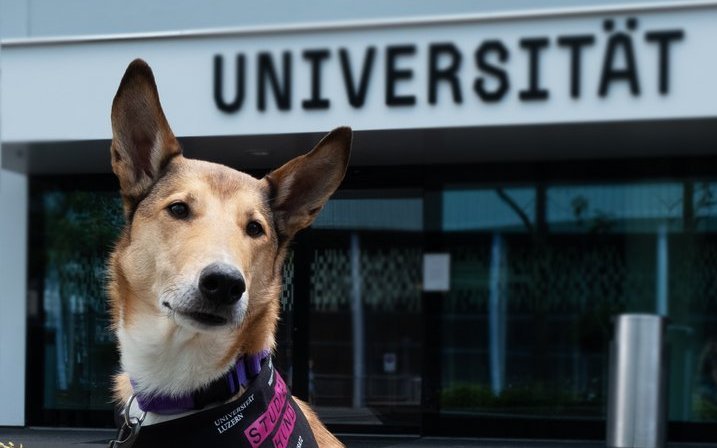 An der Universität Luzern weht ein neuer Wind – oder besser gesagt: ein freundliches Schwanzwedeln –, denn Hündin Mila unterstützt dort ab sofort die Forschung zu den heilenden Effekten tiergestützter Interventionen.