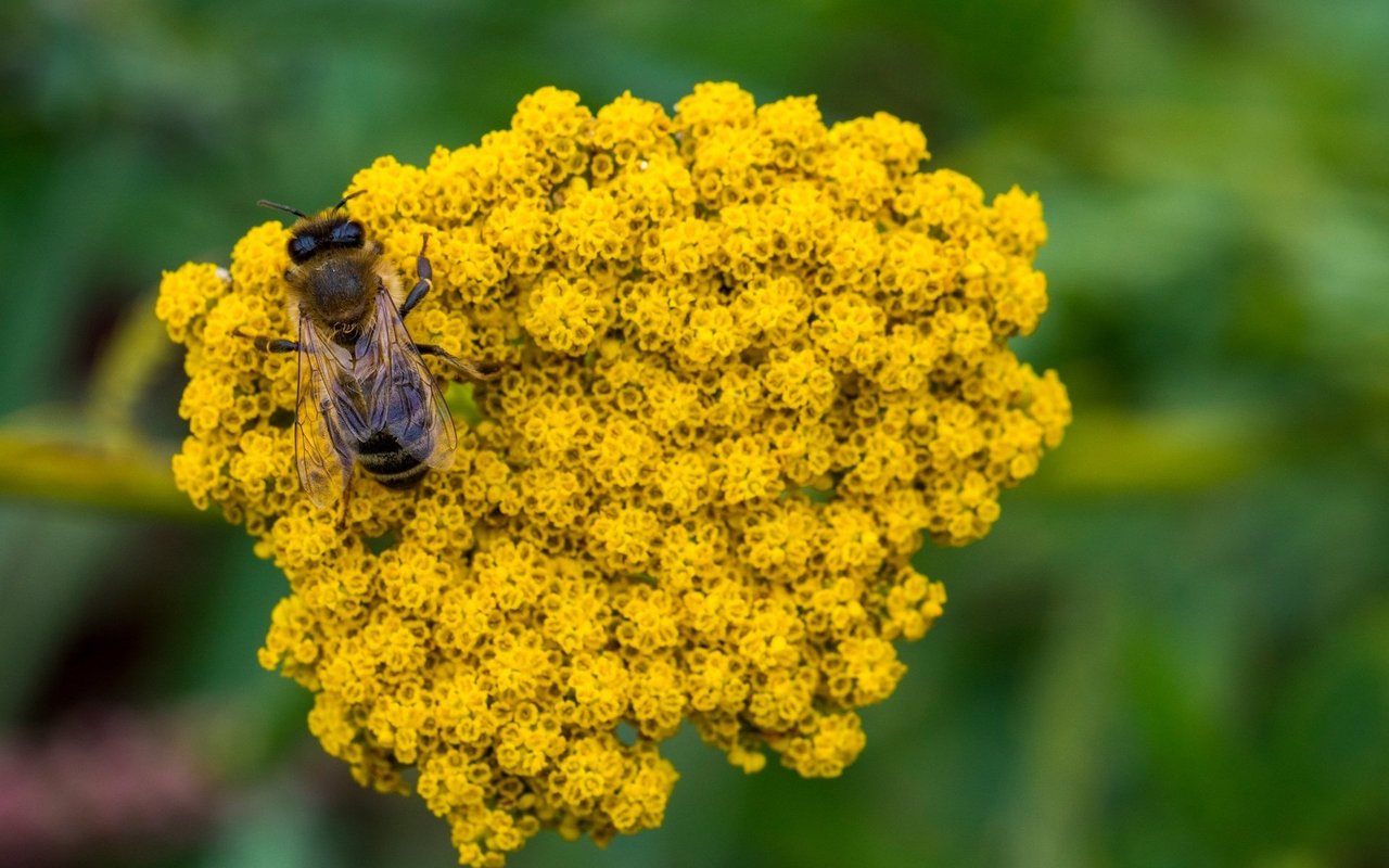 Im Rahmen des nationalen Früherkennungsprogramms Apinella kontrollieren Imkerinnen und Imker schweizweit ihre Bienenstände.