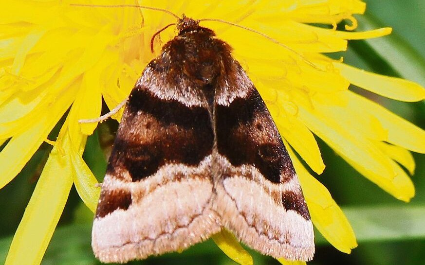 Das Bunte Tageulchen (Euclidia glyphica) labt sich an Nektar.