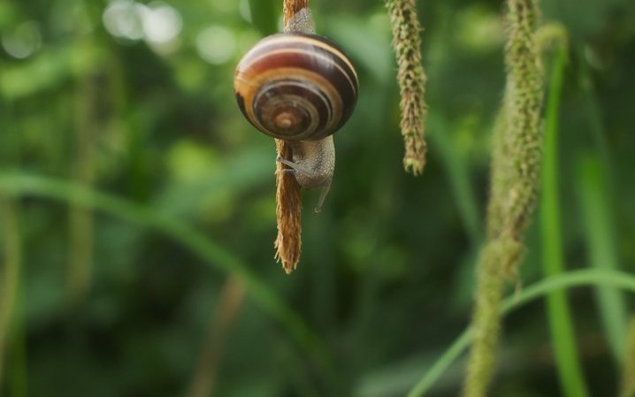 Nicht beliebt bei Gärtnern, aber unverzichtbar für unsere Ökosysteme: die Schnecke.