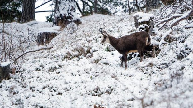 Wild im Schnee