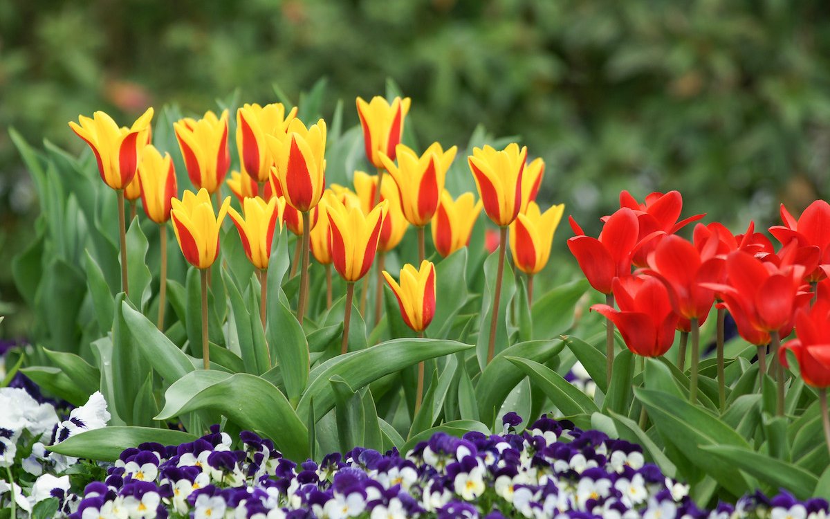 Tulpen entfalten sich wirkungsvoll in Gruppen ähnlicher Farbtöne.  