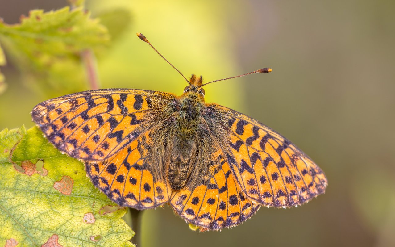 Hochmoor-Perlmutterfalter (Boloria aquilonaris)