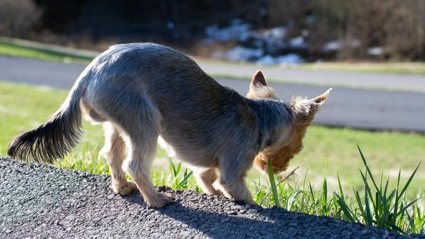 hund_wegrand