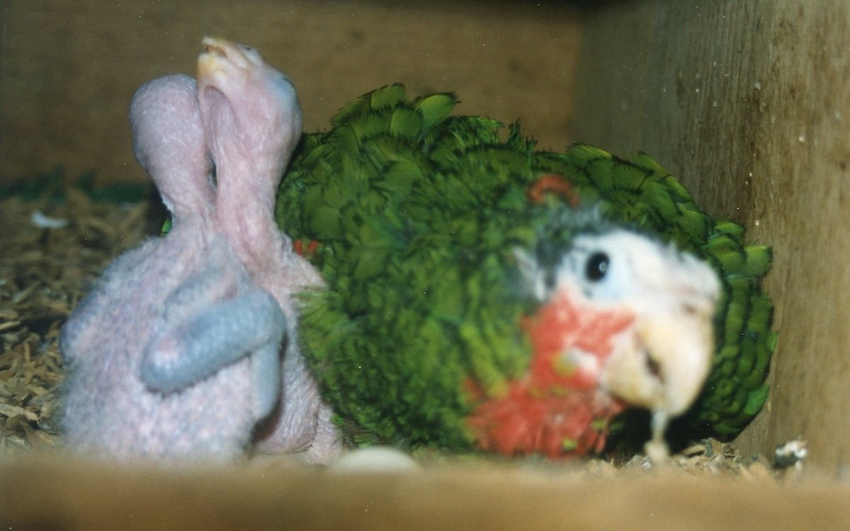 Kuba-Amazonen-Weibchen mit zwei Jungen im Nistkasten. 