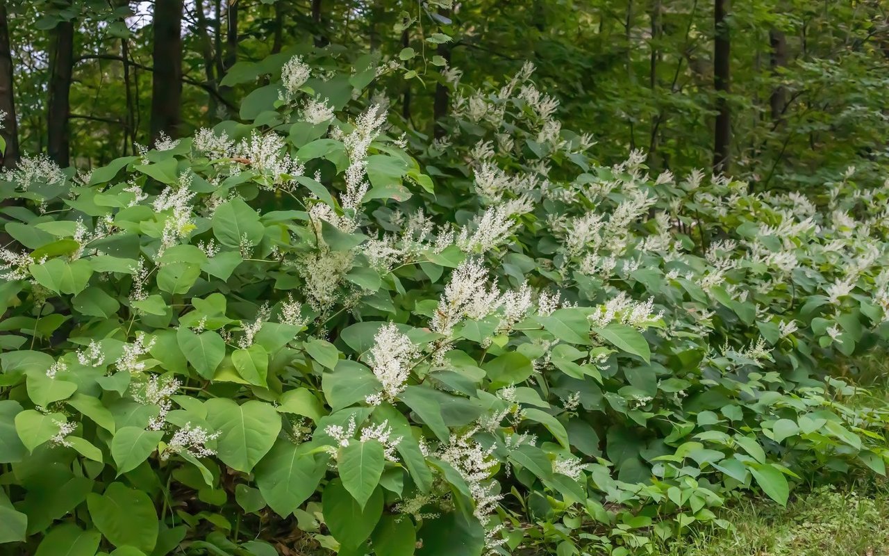 Der invasive Japanische Staudenknöterich (Reynoutria japonica) wird laut Studien der Universität Exeter oft von invasiven Blattläusen besiedelt, die Pflanzenviren übertragen können.