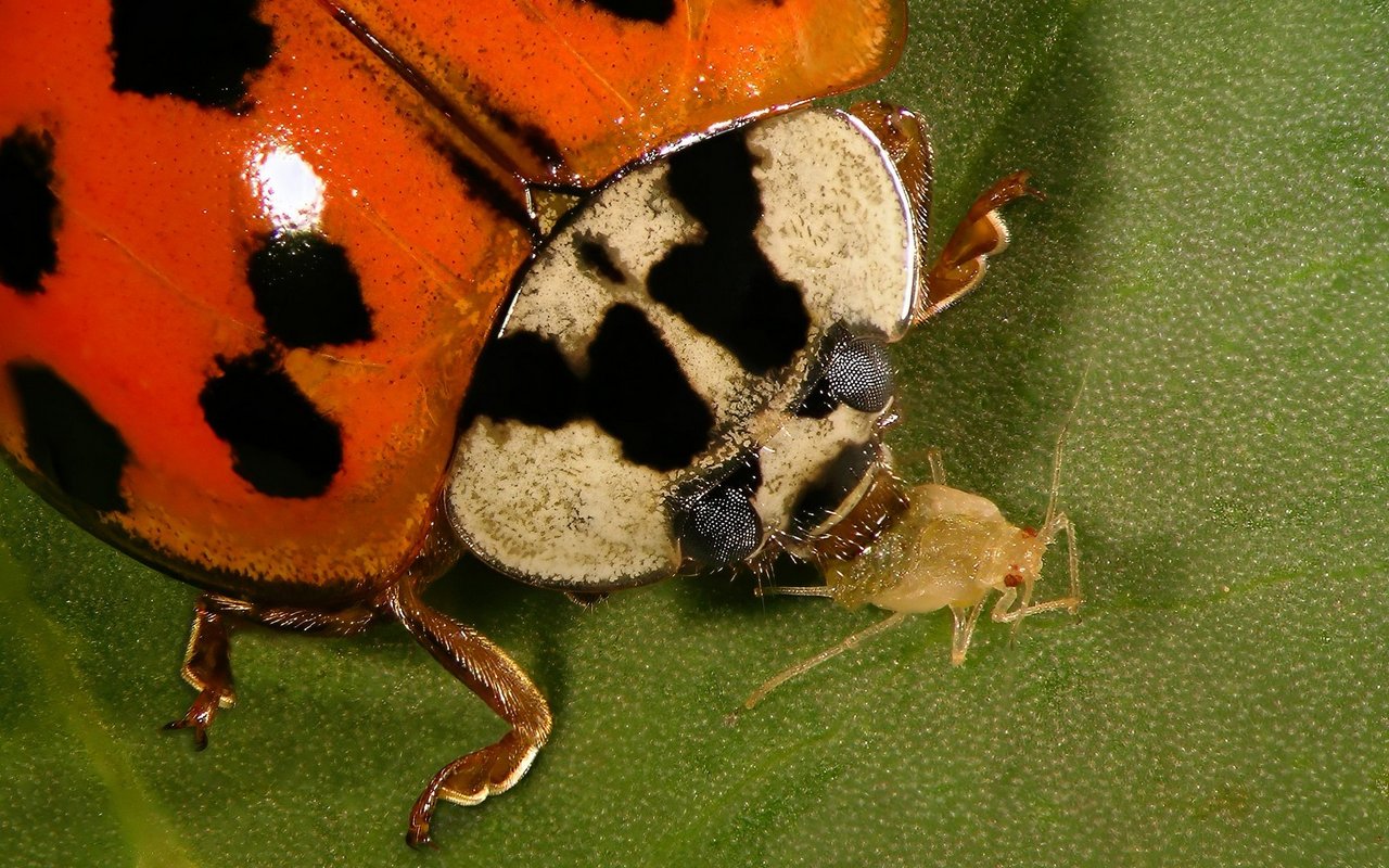 Asiatischer Marienkäfer mit typischem "W" auf dem Kopfschild.