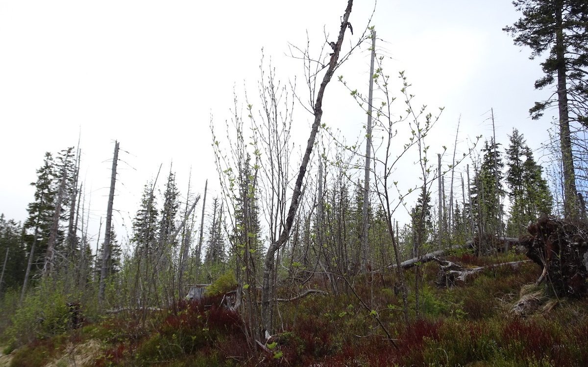 Tannen, die unter Trockenheit leiden, sind anfälliger, auch für Windwurf. Auf diesem vom Sturmwind verwüsteten Terrain im Gurnigelgebiet im Kanton Bern gedeiht langsam ein neuer Wald mit einem etwas anderen Artenspektrum. 