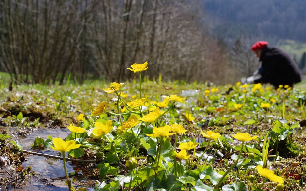 Quellen sind empfindliche Mikroökosysteme und bieten über hundert Tierarten in der Schweiz einen seltenen Lebensraum, auf den sie angewiesen sind.