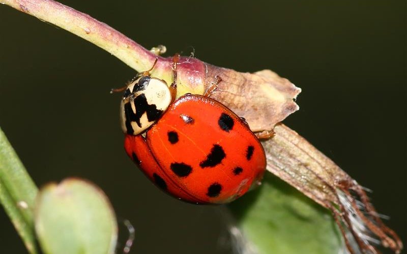 Der invasive asiatische Marienkäfer kann an der typischen Färbung seines Halsschilds erkannt werden –  schwarze Punkte auf weissem Grund, die ein M bilden.